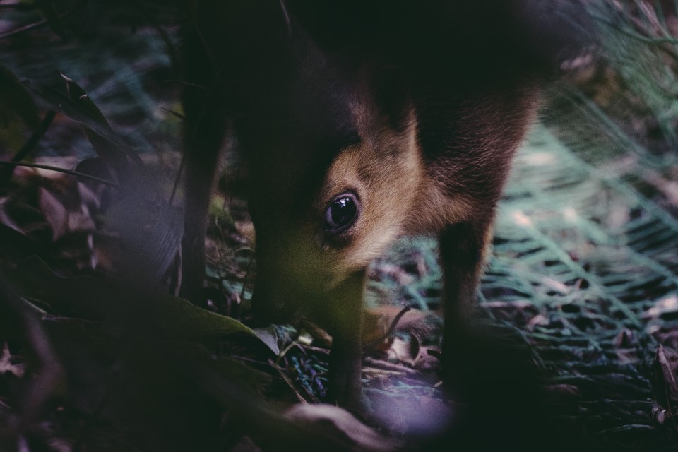 c1.jpeg?1761813487926